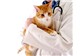 Tratamento Veterinário para Gatos