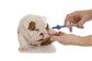 Vacinas para Animais em Messejana