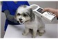 Implante de Microchip em Cães e Gatos 