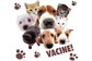 Vacinas em Cães e Gatos na Cidade dos Funcionários
