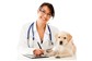 Tratamento Veterinário para Cães