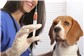 Vacinas para Pets no Cambeba