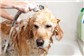 Banho e Tosa para Cães e gatos no Cambeba