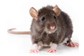 Dedetização Residencial Contra Rato 