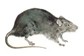 Dedetização Empresarial Contra Rato 