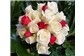 Buquê de Rosas para o Dia das Mães