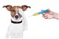 Vacinas para Cães no Shopping Via Sul