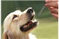 Venda de Medicamentos para Cães na Oliveira Paiva