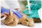Vacinas para Gatos na Oliveira Paiva
