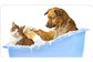 Banho e Tosa para Cães e gatos no Lago do Jacareí