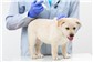 Vacinas para Cães e Gatos na Washington Soares
